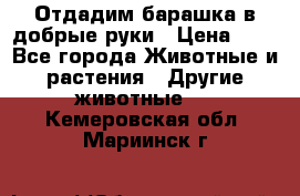 Отдадим барашка в добрые руки › Цена ­ 1 - Все города Животные и растения » Другие животные   . Кемеровская обл.,Мариинск г.